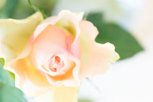 rosebud, pastel pink color, close-up rosebud, pastel pink color, close-up